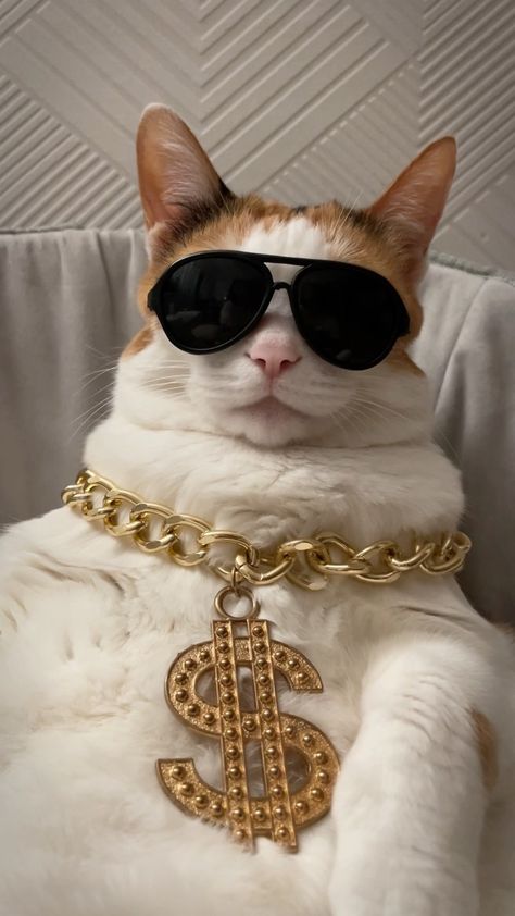 Cat With Money, Rich Cat, Cat Money, Money Cat, Cat Hacks, Cat Room, Large Cats, Cat Necklace, Silly Cats