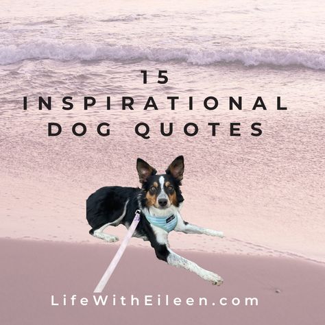 Discover heartwarming dog wisdom in our latest blog post :) From the unconditional love of dogs to their joy and loyalty, these quotes capture why dogs are truly man's best friend. Whether you're a dog owner, a dog lover, or simply in need of some inspiration, these quotes will brighten your day. Pe Therapy Dog Quotes, Dog Quotes Love Meaningful Short, Companion Quotes, Making Memories Quotes, Save Me Quotes, Quotes About Dogs, Pet Quotes Dog, Swimmer Quotes, Best Dog Quotes