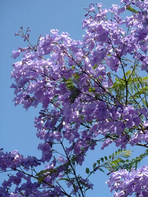 lavender-blossoms-jacaranda-tree-6fb6bf50 Jacaranda Tree Aesthetic, Sky Nature Aesthetic, Garden Planing, Purple Flowering Tree, Pretty Purple Flowers, Jacaranda Trees, Lavender Skin, Jacaranda Tree, Purple Tree