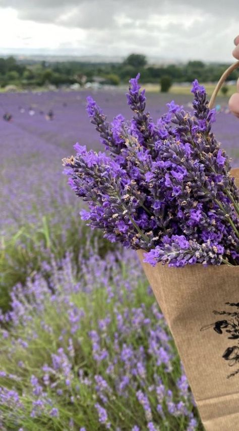 Lavender Cottage, Fresh Lavender, Lavender Bouquet, Lavender Aesthetic, Nothing But Flowers, Purple Themes, Lavender Plant, Lavender Farm, Lovely Lavender