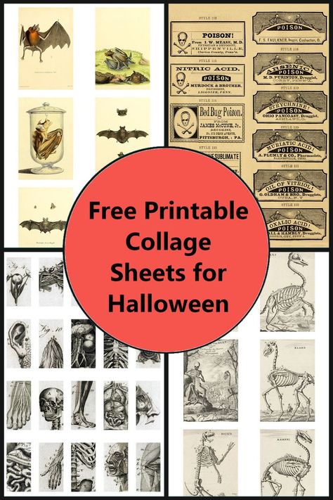 Vintage Anatomy Art, Halloween Emphera, Free Vampire Printables, Ephemera Free Printables Witch, Free Halloween Ephemera, Vintage Halloween Images Free Printable, Vintage Halloween Ephemera, Poison Labels Printables Free, Witch Junk Journal Printables Free