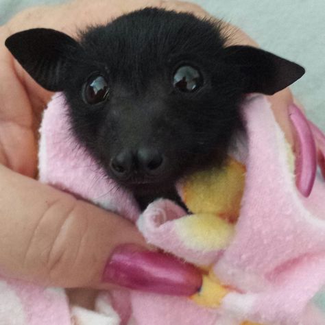 baby flying fox in rehab.  Warm and toasty in his blanket and looks like getting ready to be fed. Fox Bat, Bat Flying, Flying Fox, Fruit Bat, Baby Bats, Cute Bat, Mötley Crüe, Silly Animals, Cute Creatures