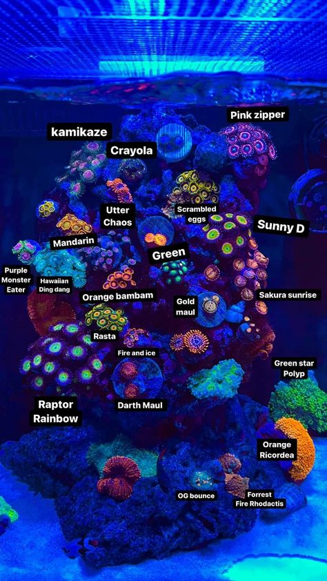 Aquarium Coral Reefs, Saltwater Aquarium Design, Fish Tank Saltwater, Salt Water Fish Tank Ideas Living Rooms, Coral Reef Aquarium Saltwater Tank, Coral Tank Aquarium, Salt Water Aquarium Ideas Design, Salt Water Tank Ideas, Salt Water Fish Tank Ideas