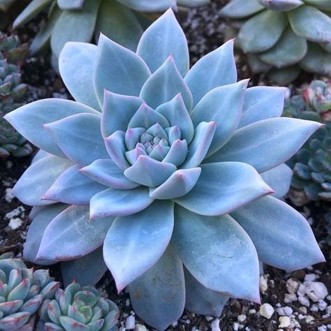 8 Blue Succulents You Need in Your Succulent Garden https://succulentcity.com/blue-succulents/ Blue Succulents, Purple Succulents, Succulent Garden Design, Blue Plants, Leafy Plants, Colorful Succulents, Succulent Gardening, Herbs Indoors, Blue Garden