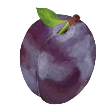 Plum Drawing, Plum Tattoo, Plum Plant, Plum Illustration, Plum Painting, Hand Drawing Video, Plum Watercolor, Plum Paint, Black Plums