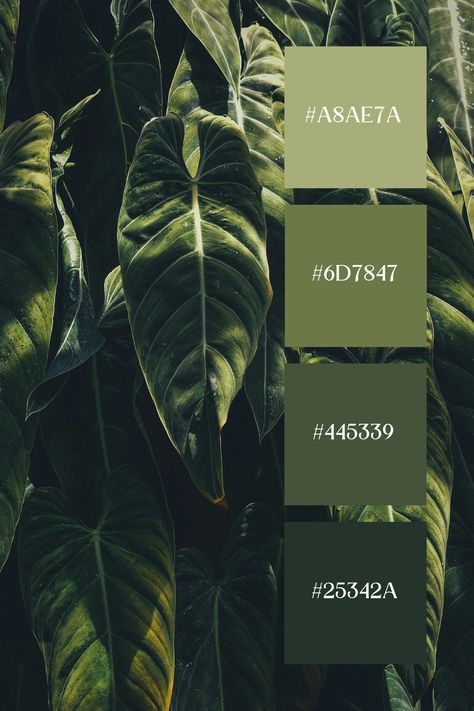 The Dark Green Color in this image captures a close-up of large, glossy tropical leaves. The dark and light greens blend together with natural gradients, highlighting the texture and details of the foliage. The rich greens evoke a sense of lush, tropical beauty. Masculine Green Color Palette, Rich Color Pallete, Emerald Branding Color Palette, Dark Tropical Color Palette, Tropical Forest Color Palette, Dark Green Combination, Dark Green Color Palette, Green Swatches, Ombre Painted Walls