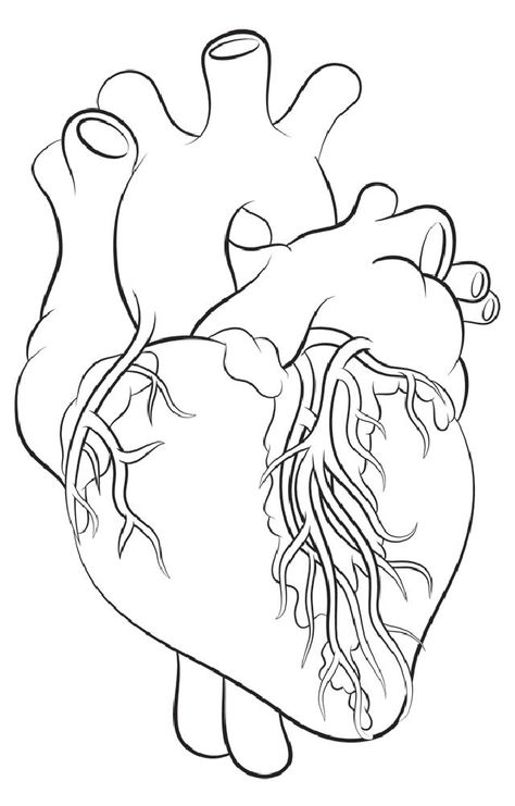 Human Heart Outline, Draw A Heart, Heart Science, Heart Lesson, Human Heart Drawing, Science Drawing, Drawing Heart, Drawing Lesson, Heart Drawing