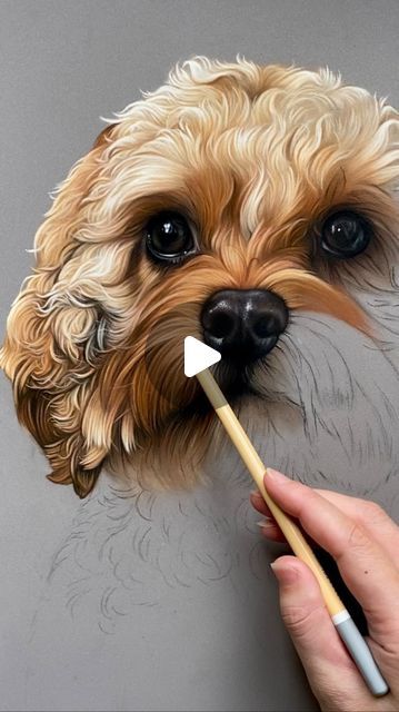 Dog Grooming Shih Tzu, Dog Portrait Drawing, Drawing Dogs, Pet Portrait Paintings, Dog Portraits Painting, Colour Pastel, Dog Portraits Art, Animal Illustration Art, Animal Portraits Art