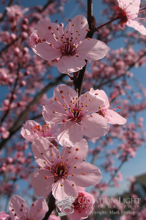 Ornamental Cherry, Japanese Blossom, Flowering Cherry Tree, Cherry Blossom Japan, Japanese Tree, Cherry Flower, Blossom Garden, Cherry Blossom Art, Cherry Trees