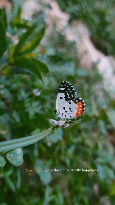 Butterfly Instagram Story, Butterfly Captions Instagram, Butterfly Snap, Photography Captions, Father Love Quotes, Nature Photography Quotes, Easy Photography Ideas, Good Insta Captions, Water Aesthetic