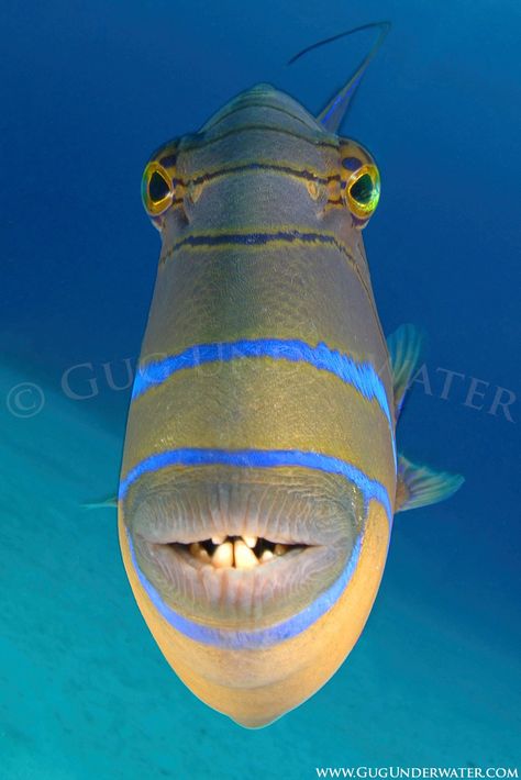 QUEEN TRIGGERFISH ATTACK! | Gug Underwater Creature Marine, Fish Face, Salt Water Fish, Underwater Photographer, Beautiful Sea Creatures, Underwater Creatures, Underwater Life, Beautiful Fish, Fishing Humor