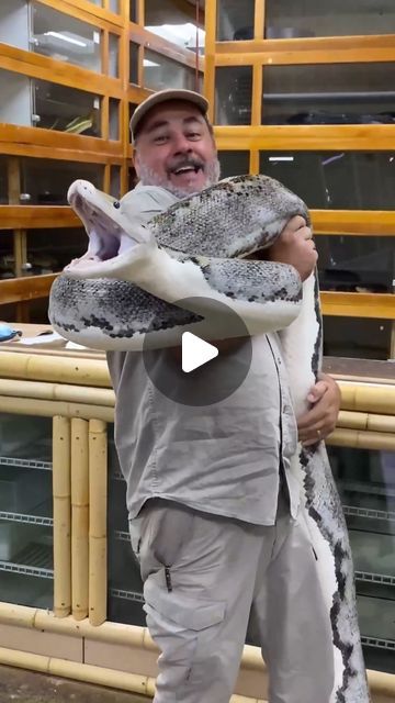 Jay Brewer on Instagram: "Apparently this giant snake did not want to be picked up😅 This beautiful python just became a mom and was still in protect mode😳 This Python will incubate its baby snake eggs for 2 months and protect them from any predators during that time🥰 Once they hatch these babies are on their own🤯 • • • #wow #giant #reticulated #python #massive #snake #cool #video #moments #good #angry #momma #snakes #nature #wild #wildlife #color #beautiful #amazing #animals #rare #bite #fangs #reels #reelsinstagram #reelitfeelit #viralreels #insta #instagood #instadaily" Snake Videos Scary, Biggest Snakes In The World, Baby Reptile, Reptile Zoo, Reticulated Python Morph, Black Reticulated Python, Baby Snakes, Reticulated Python, Giant Snake