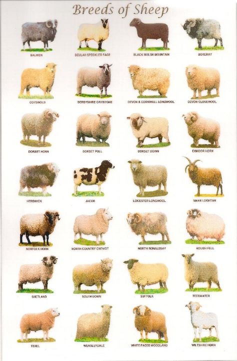 Sheep breeds in the United Kingdom - There are over 60 distinct breeds of sheep in the United Kingdom. Livestock Judging, Pig Breeds, Sheep Breeds, Sheep Art, Cattle Farming, Animal Science, Sheep Farm, Sheep And Lamb, Goat Farming