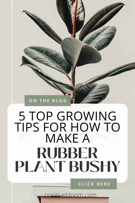 5 Top Growing Tips For How To Make A Rubber Plant Bushy Rubber Plant Indoor, Rubber Plant Care, Rubber Tree Plant, Plant Hacks, Rubber Plant, Growing Plants Indoors, Growing Tips, Rubber Tree, Indoor Jungle