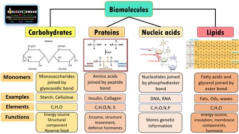 Biomolecules Drawing, Peptide Bond, Drawing Lips, Organic Molecules, Babymoon Photos, Chart Ideas, Nucleic Acid, Chemical Structure, Comparison Chart