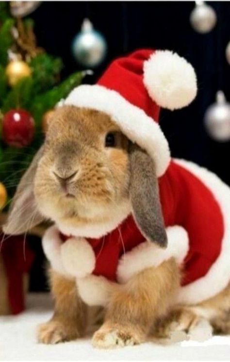 christmas_rabbit_santa_bunny Bunny Calendar, Lop Bunnies, Christmas Bunny, Bunny Pictures, Pet Bunny, Pet Rabbit, Funny Bunnies, Baby Bunnies