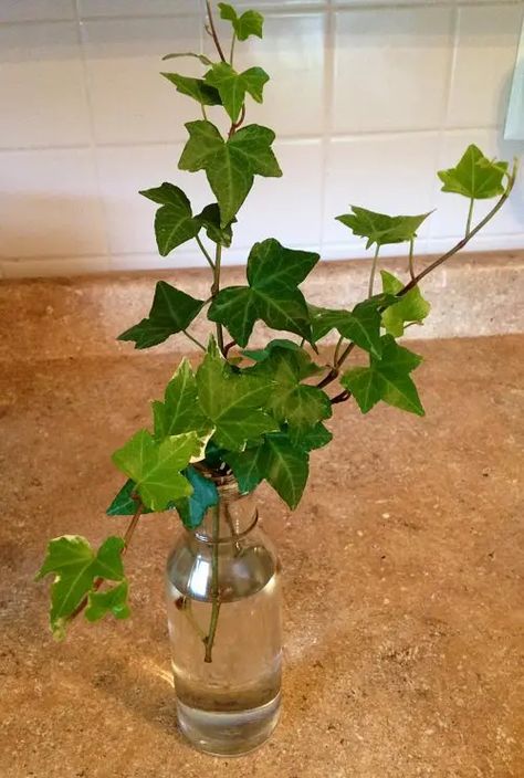 How To Propagate English Ivy in Water | Balcony Garden Web Water Plants Indoor, Plants Grown In Water, Plantas Interior, Propagate Plants, Easy Indoor Plants, Plants In Jars, Indoor Water Garden, English Ivy, Ivy Plants