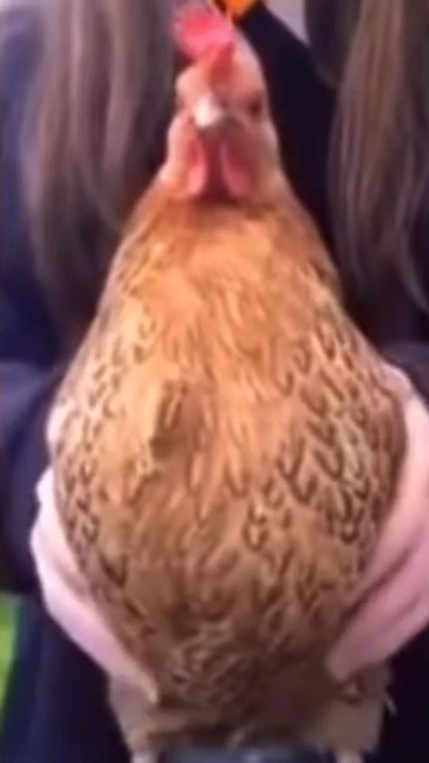 Un pollo bailando. | Fotos de patos, Fotos divertidas de animales, Videos de animales chistosos Cutee Animals, Friend Memes, Pretty Dogs, Funny Birds, Anime Dancer, Super Funny Videos, Funny Short Videos, Cute Funny Animals