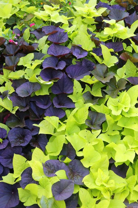 Vibrant purple and green sweet potato vine Potato Vine Planters, Shade Annuals, Fast Growing Vines, Sweet Potato Plant, Sweet Potato Vine, Hydrangea Bloom, Growing Vines, Backyard Shade, Potato Vines