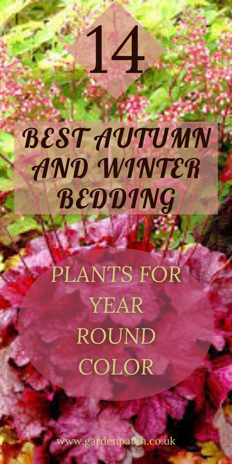 Cold-season plants can fill the gaps in your flower beds between established plants. They can also replace spent summer-flowering annuals. Read on to discover 14 bedding plants that you can enjoy in autumn and winter, together with planting tips for the best results. #wintergarden #autumn Autumn Garden Ideas Uk, Fall Winter Flower Beds, Fall Annuals Landscape, All Season Flower Bed, Winter Flower Beds, Autumn Garden Ideas, Fall Flower Bed, Winter Flowers Garden, Autumn Bedding