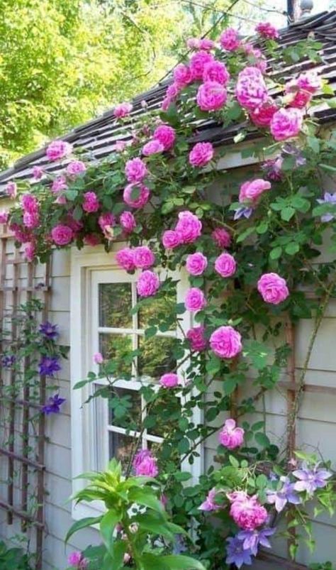 Learn how to grow and care for climbing roses. Types and varieties as well as planting, watering, fertilizing and dealing with pests and diseases. #climbingroses Climbing Roses Trellis, Red Climbing Roses, Rose Plant Care, Rose Garden Design, Rose Trellis, Climbing Flowers, Climbing Rose, Plant Aesthetic, Planting Roses