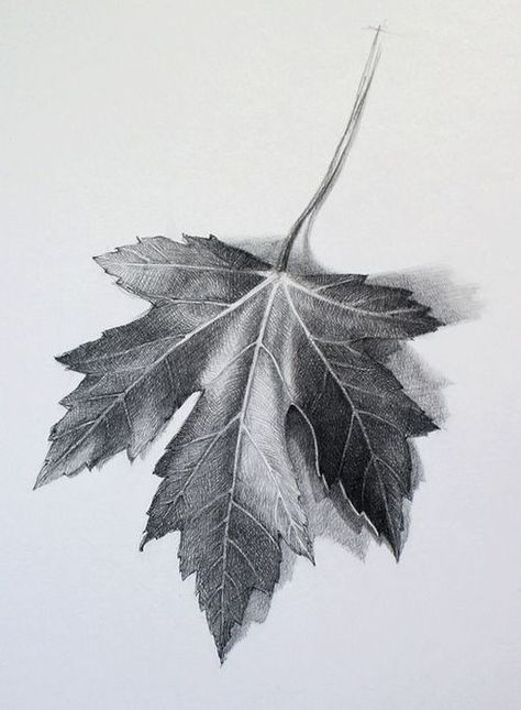 Digication ePortfolio :: Fairfield Art :: Observational Leaf Drawing Beautiful Pencil Drawings, Draw Lips, Leaves Sketch, Pencil Shading, Drawing Faces, White Drawing, Lips Drawing, Grape Leaf, Leaf Drawing