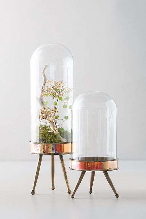 Glass terrarium ideas