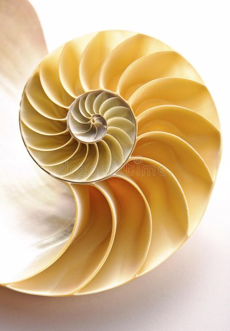 Nautilus Shell. Inside of Nautilus Shell Showing Spiral , #AD, #Shell, #Nautilus, #Spiral, #Showing #ad Nature, Shell Spiral, Fibonacci Art, Spirals In Nature, Seashells Photography, Geometry In Nature, Ephemeral Art, Spiral Shell, Nautilus Shell