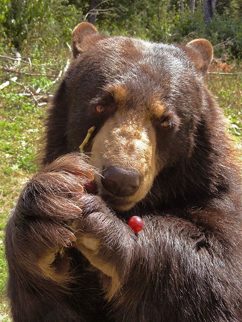 Dear Honey Bear❤️❤️ Ely Minnesota, Grizzly Bears, Honey Bear, Bear Pictures, Pretty Animals, Love Bear, Silly Animals, Beautiful Animals, Cute Creatures