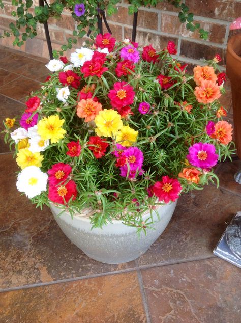 Rosie Moss Pretty Flower Names, Portulaca Flowers, Flower Garden Pictures, نباتات منزلية, Very Beautiful Flowers, Small Vegetable Gardens, Window Box Flowers, Potted Flowers, Moss Rose