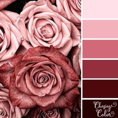 🎨 #chasingcolor #color #colour #palette #colorpalette #colourpalette #colortheme #colorscheme #colorinspiration #colorinspo #instacolor… Flower Colour Combinations, Colour Palette Flowers, Vintage Pink Color Palette, Rose Colour Palette, Flower Colour Palette, Romantic Color Palette, Pink Colour Palette, Romantic Colors Palette, Cherry Orchard