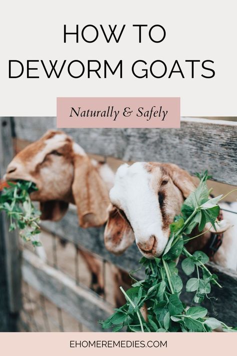 How to Deworm Goats Naturally and Safely. Deworming goats is one of the most important parts of goat care. Learn what dewormers are available, how they work, and how to deworm goats naturally and safely. Natural Goat Dewormer Recipe, How To Take Care Of Goats, Natural Dewormer For Goats, Herbs For Goats, Taking Care Of Goats, What To Feed Goats, Dairy Goats For Beginners, Goat Tractor Ideas, Natural Goat Dewormer