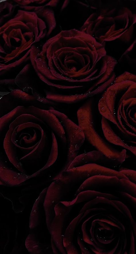 Burgundy Aesthetic, Black And Red Roses, Dark Red Roses, Red Roses Wallpaper, Dark Red Wallpaper, Aesthetic Roses, Rosé Aesthetic, Rose Rouge, Beautiful Dark Art