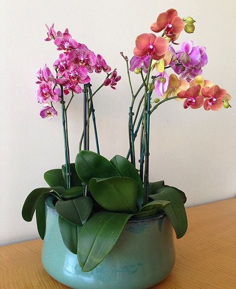 22 Amazing Orchid Planter Ideas | DIY Orchid Pots - Hello Lidy Orchids Pots Ideas Planters, Orchid Planter Ideas Diy, Diy Orchid Pot, Orchid Planter Ideas, Potted Orchid Centerpiece, Planter Ideas Diy, Diy Orchids, Orchid Potting Mix, Orchid Terrarium