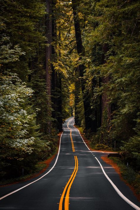 Pretty Landscapes Photography, Redwood Forest California, Avenue Of The Giants, Humboldt Redwoods State Park, Redwoods California, Best Landscape Photography, Landscapes Photography, San Francisco Photos, Camping Park