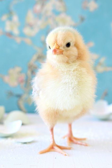 Spring Baby Chick Photos | We Got a New Batch of Chicks! Pollo Animal, Easter Aesthetic, Cute Ducklings, Spring Animals, Chicken Chick, Baby Chickens, Baby Chick, Baby Animals Pictures, Cute Chickens