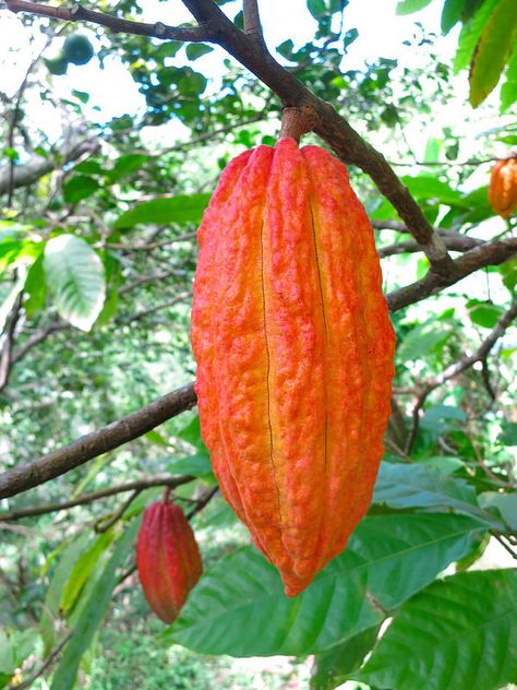 Theobroma cacao - Flickr - Photo Sharing!...... Cacao Fruit, Giant Vegetable, Chocolate Tree, Growing Fruit Trees, Cacao Chocolate, Cash Crop, Live Tree, Cacao Beans, Chocolate Fruit