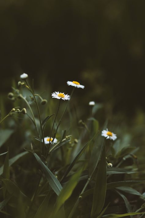 Download this photo by J Lee on Unsplash Chamomile Growing, Moose Pictures, Cloud Photos, Image Nature, Dark Flowers, Garden Aesthetic, Tapeta Pro Iphone, Outdoor Photos, Graphic Wallpaper