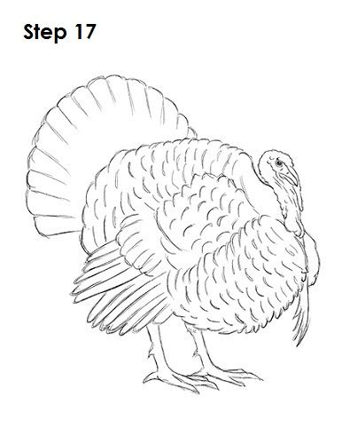 Draw a Turkey 17 Turkey Drawing Realistic, Turkey Coloring Pages For Kids, Turkey Drawings, Draw A Turkey, Watercolor Turkey, Turkey Coloring, Turkey Dinners, Angel Embroidery, Turkey Drawing