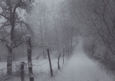 In The Woods, Fence, Trees, Black And White, White, Black