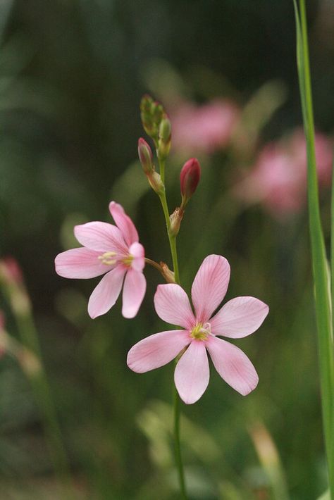 Western Cape, Little Flowers, Ceramic Pot, Flower Images, Flowers Nature, Flower Photos, Flower Pictures, Amazing Flowers, Love Flowers