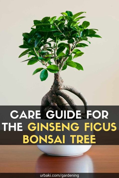 If you're looking for a gateway to the ancient Japanese art of Bonsai, a good place to start is with a Ginseng Ficus. It looks great and requires minimal care compared to other bonsai, which can be quite difficult to maintain. The level of difficulty of starting and maintaining a Bonsai scares a lot of people from getting into a really fascinating hobby, but Ginseng Ficus will allow you to step up and enter the world of Bonsai. Ficus is part of the Moraceae or Mulberry family and grows in ... Ginseng Bonsai Care, Bonzai Tree Ficus, Bonsai Tree Ficus, Ficus Ginseng Bonsai Care, How To Take Care Of A Bonsai Tree, Ficus Bonsai Style, Bonsai Tree Care Indoor, How To Care For Bonsai Tree, Ficus Bonsai Tree Care