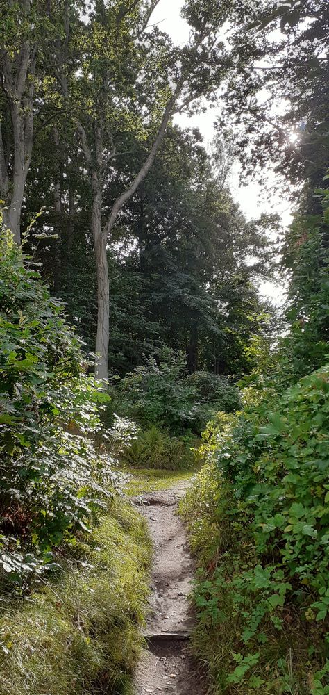 A forest during rain in Denmark. Uk Forest Aesthetic, Forest Rain Aesthetic, Denmark Forest, Rainy Day In The Forest, Denmark Aesthetic, Dark Green Rain Forest Aesthetic, Aesthetic Forest, Painting References, Life Aesthetic