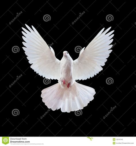 A Free Flying White Dove Isolated On A Black - Download From Over 29 Million High Quality Stock Photos, Images, Vectors. Sign up for FREE today. Image: 12019743 Dove Wing, Dove Flying, Dove Tattoo Design, Dove Images, Dove Tattoos, White Pigeon, Dove Pictures, Dove Tattoo, Pictures Of Jesus Christ