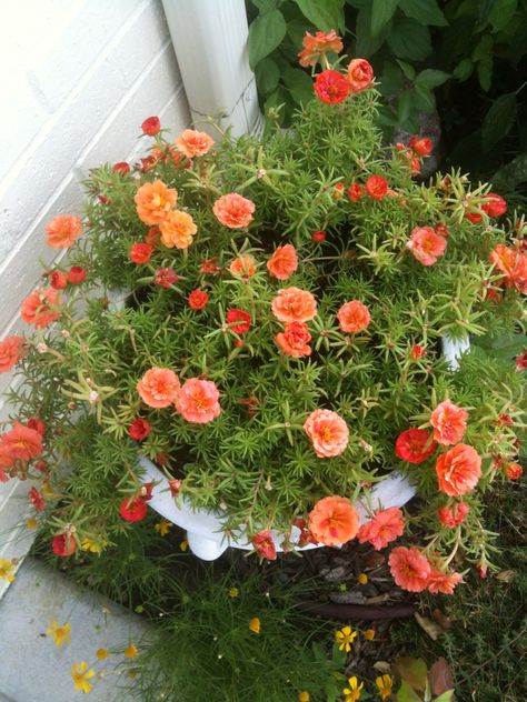 Rose moss loves neglect and are so beuatiful, even during the drougt! Rose Garden Ideas, Portulaca Flowers, Rose Moss, Moss Rose, Beautiful Yards, Annual Flowers, Flower Therapy, In Sign, Small Backyard Landscaping