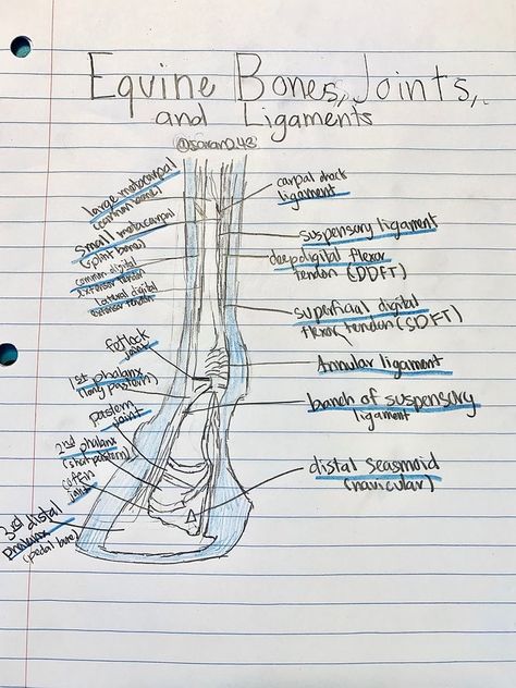 Equine Vet Tech, Veterinary Medicine Student, Veterinarian School, Vet School Motivation, Equine Science, Large Animal Vet, Vet Notes, Vet Tech School, Equine Veterinarian