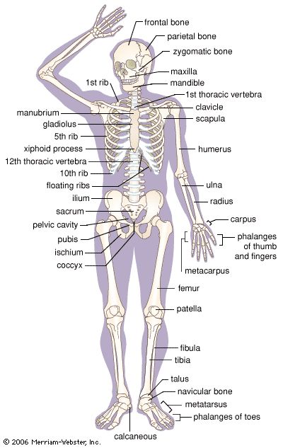 Skeletal System Anatomy Notes, Human Body Bones, Human Body Diagram, Anatomy Notes, Body Bones, Body Diagram, Skeletal System, Human Body Parts, Human Bones