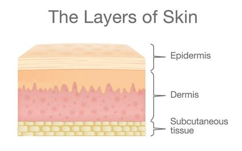 Skin Education, Patient Assessment, Langerhans Cell, Human Skin Color, Skin Anatomy, Skin Layers, Layers Of The Epidermis, Subcutaneous Tissue, Skin Structure