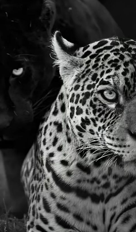 Leopard And Panther Wallpaper, Leopard Wallpaper Aesthetic, Iphone Wallpaper Leopard, Leopard Iphone Wallpaper, Leopard Wallpaper Iphone, Leopard And Panther, Leopard Black And White, Wallpaper Leopard, Panther Wallpaper