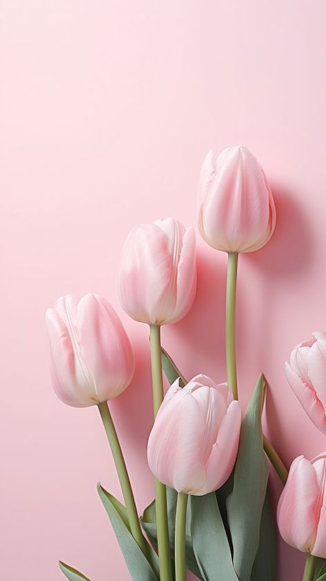 Tulip flower petal plant. | premium image by rawpixel.com Download Wallpaper Iphone, All Pink Wallpaper Iphone, Pink Images Aesthetic, Tulip Phone Wallpaper, Rosas Wallpapers, Flower Aesthetic Wallpaper Iphone, Pink Flower Wallpaper Iphone, Pink Tulips Aesthetic, Flower Pink Aesthetic